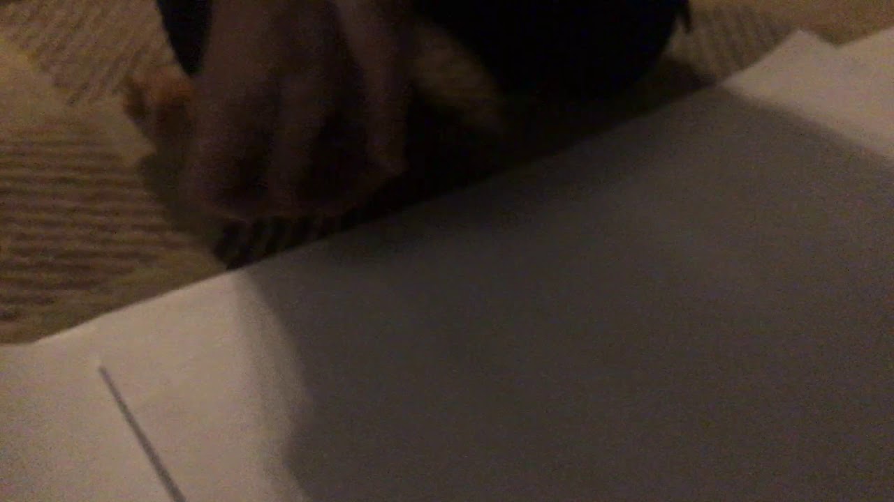 Hamster running away