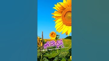 سورة مريم و..كا.،نك تسمعها لأ،.و.ل مر.ة💜..🌸🧡؛،💖🌷💮،؛💟بصوت الشيخ حمزة مد؛بو.ح 💓🌹..💚❤️💙،؛💕🌼،❣️