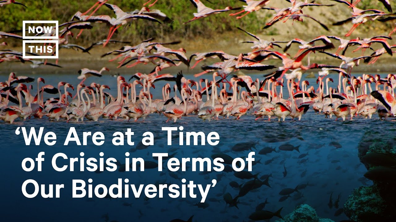 Tackling the Biodiversity Crisis - YouTube