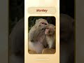 English Pronunciation - Monkey #learn #english #animals #pronunciation  @VisualVoiceEnglish
