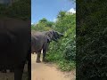 Majestic Moments: Walk Side by Side with Gentle Giants in the Wild