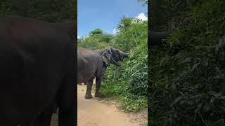 Majestic Moments: Walk Side by Side with Gentle Giants in the Wild