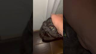 Sam’s meow tho 🥹🥰