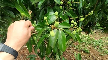 Hai vườn vải thiều ở Đồng Dau, Tân Sơn, Lục Ngạn, Bắc Giang.