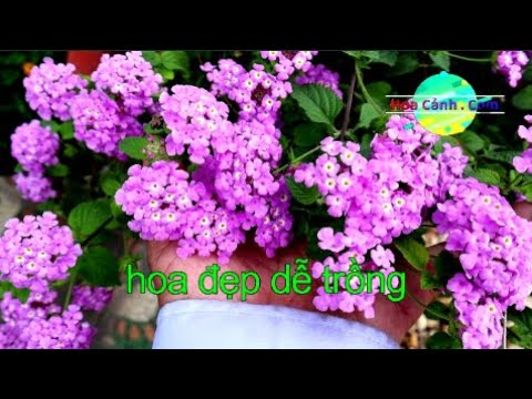 Video: Trồng Lantana Trong Chậu - Mẹo Chăm Sóc Lantana Trong Chậu