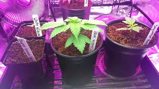 Multi Strain Update (Weeks 1, 2 & 3)