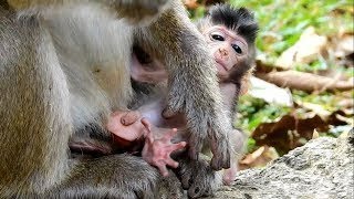 Baby Nearly Fail Cos Anger To Walk, Monkey Recorder PT1206