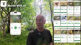 Easy Bird Identification with the Merlin Bird ID App | Woodland Birds in Scotland