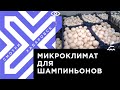 В Хабаровске ферма намерена выращивать до 14 тонн грибов по калифорнийской технологии