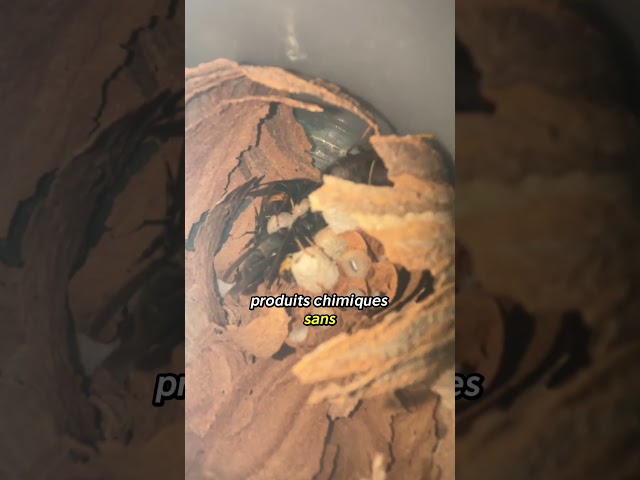 Premières ouvrières 2026 ! #danger #extermination #frelonsasiatiques