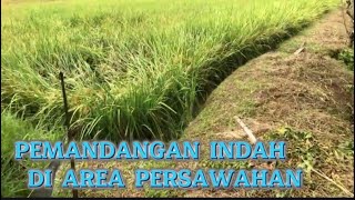 Eps31 INDAHNYA PEMANDANGAN PERSAWAHAN DIDESAKU