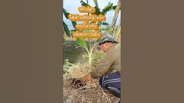 หลังปลูกใช้หญ้าแฝกหรือฟางคลุมดิน  #เกษตรผสมผสาน #โคกหนองนาโมเดล