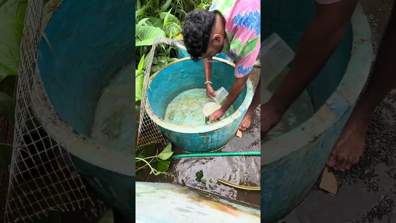 വീടിന്റെ മുന്നിൽ തന്നെ കുളം...😍 | ring tank | planted tank for guppies | gold fish | chann fish