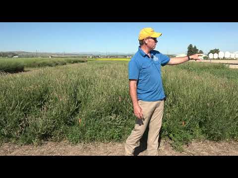 POST FD “Sainfoin Seeding Date x Depth Study” Perry Miller