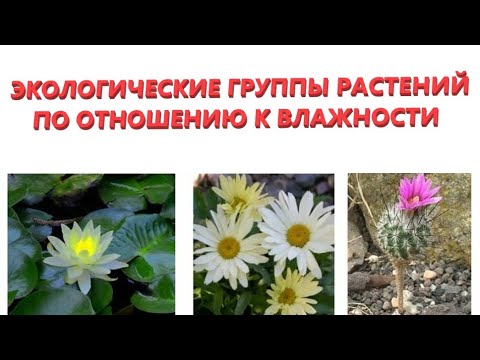Экологические группы растений по отношению к влажности. Гидрато-, гидро-, гигро-, мезо-, ксерофиты