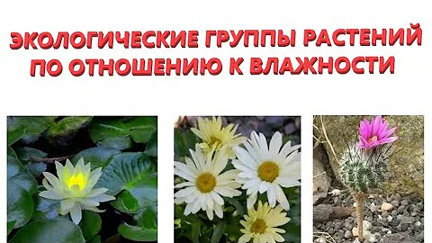 Экологические группы растений по отношению к влажности. Гидрато-, гидро-, гигро-, мезо-, ксерофиты