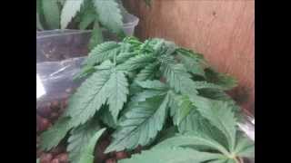 hydroponic cfl grow week 4 and 5