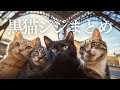 黒猫ジジのご飯屋さん総集編🐾