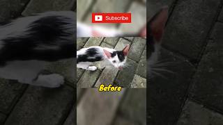 Before-After. #shorts #kiara #viralshort #viralvideo #cat