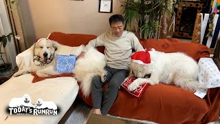 クリスマスでケーキを食べたルンルンとアランです　Great Pyrenees　グレートピレニーズ