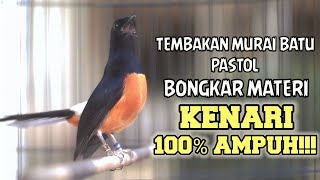 PANCINGAN MURAI BATU PASTOL ISIAN KENARI 100% COCOK MEMANCING EMOSI AGAR LANGSUNG GACOR