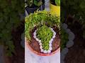 jade plant topiyari idea #gardening #plants #jade #ytshorts #upload #viralvideo #