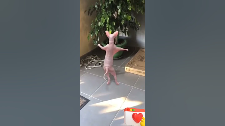 Haha con mèo cute, con mèo tittop,con mèo không lông #shorts #lựulựuchannel