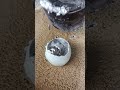 Aluminum Egg: Casting with Different Metal Alloys #shorts #viralvideo #restoration #reels