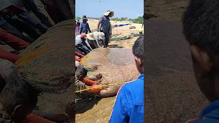 Two Ton fish catch by Sri lankan fishermen #shorts