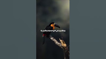 الذين يذكرون الله قياما وقعودا وعلى جنوبهم ... | الآية 191 من سورة آل عمران