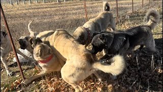 Çi̇ftli̇ği̇n Altini Üstüne Geti̇rdi̇ler. Karabaş Ve Beraz Fena Bi̇rbi̇ri̇ne Grdi̇. İyi̇ce Karişti.