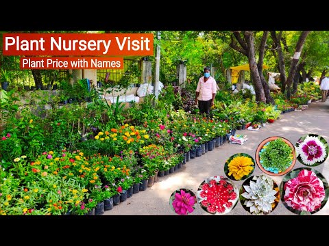 वीडियो: वाशटिनो नर्सरी, सजावटी पेड़ और झाड़ीदार पौधे, फूल