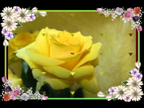 黄色い薔薇の花束を