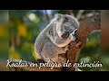 Koalas/Animales Salvajes en peligro de extinción_AUSTRALIA 2022 #koalas #marsupial