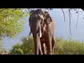 Джунгли, индийские слоны, лицом к лицу. Другая Индия с Сергеем Соловьевым