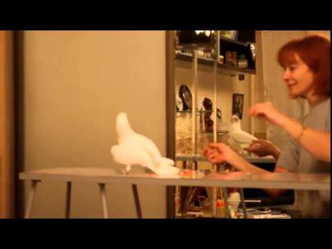 თუთიყურში ლამბადას ცეკვავს / Parrot Lambada Dancing