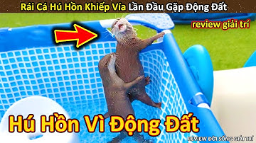 Rái Cá Hú Hồn khiếp vía khi lần đầu tiên Đụng Phải Động Đất || Review Giải Trí Đời Sống