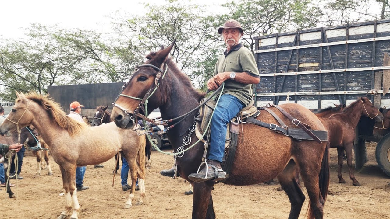 FEIRA DE CAVALOS EM CARUARU-PE  19-08-2025 #nordeste