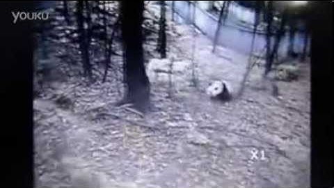 Panda tries climbing tree to escape Sichuan earthquake