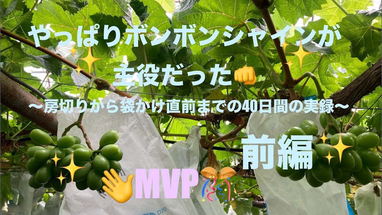 やっぱりボンボンシャインが主役だった✨前編　〜房切りから袋かけ直前までの40日間の実録❗️〜