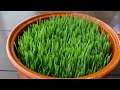 رويش رشد دادن سبزه براي نوروز How To Grow A Wheat Fro Nawruz رويش رشد دادن سبزه براي نوروز How To Grow A Wheat Fro Nawruz