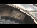 Семь диких котов манулов выпустили на волю в Даурском заповеднике