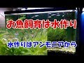 【初心者応援動画】水作りの基本とおさらい～まずはアンモニアを発生させる、そして必ず危険な期間がやってくる