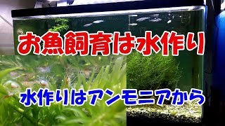 【初心者応援動画】水作りの基本とおさらい～まずはアンモニアを発生させる、そして必ず危険な期間がやってくる