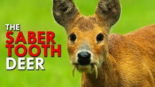 Water Deer: The Saber Tooth Deer screenshot 5