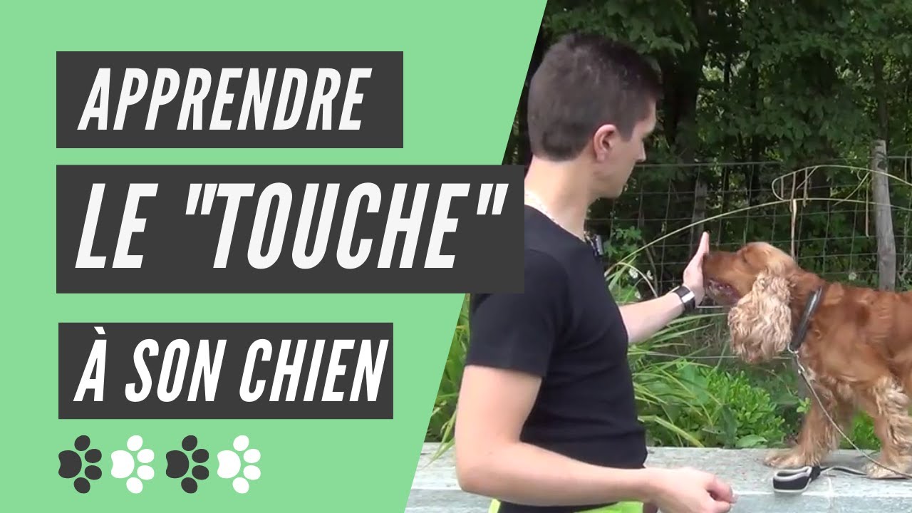 quoi apprendre à son chien