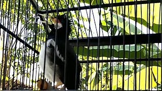 Jalak Suren Ngerol Nembak Tajam