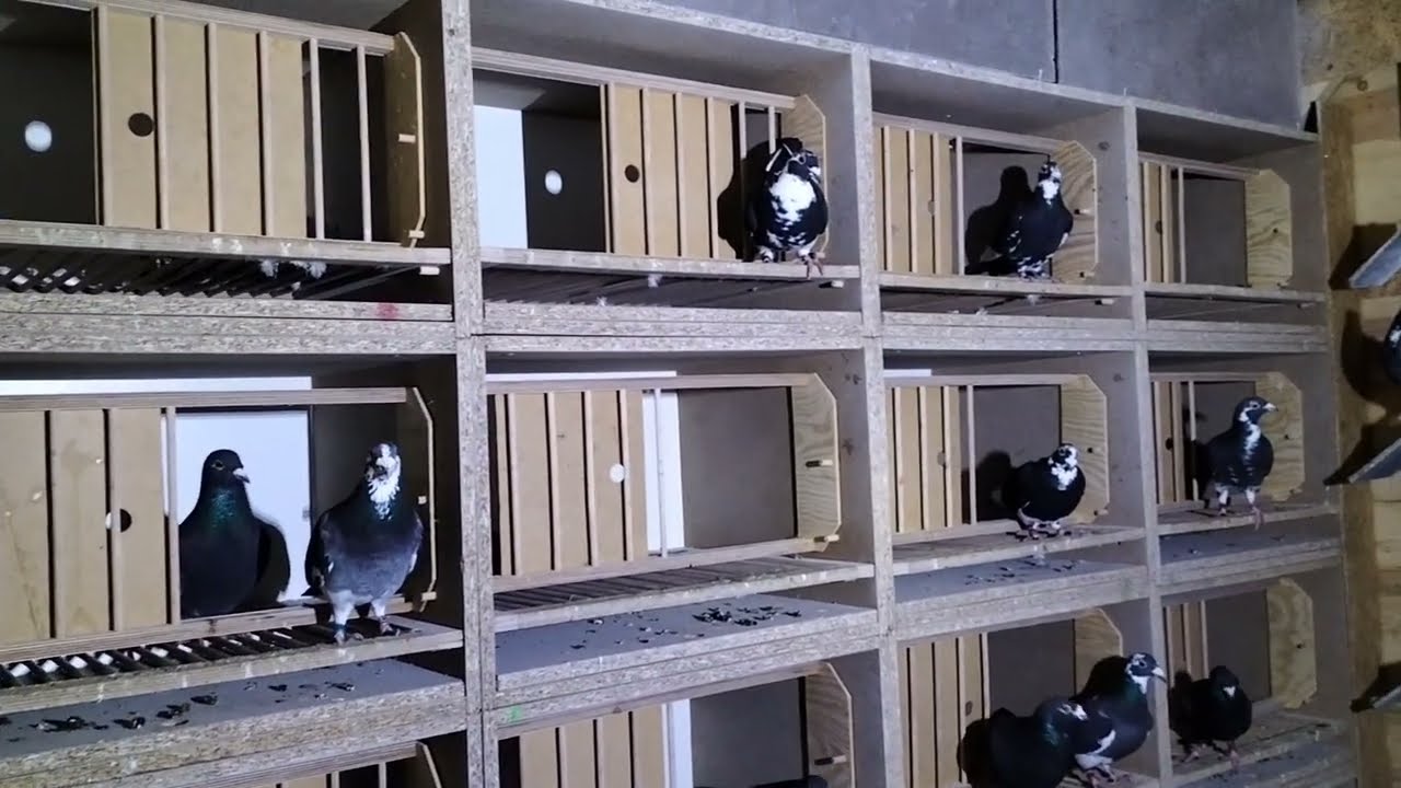 Fabry łączenie w pary na rok 2023