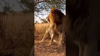 Lion Interaction in Shade | Natural Wildlife Behavior Documentary Moment