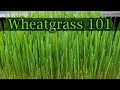 How to grow wheatgrass  a complete guide